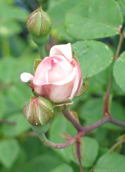 'Langer Lulatsch' rose photo