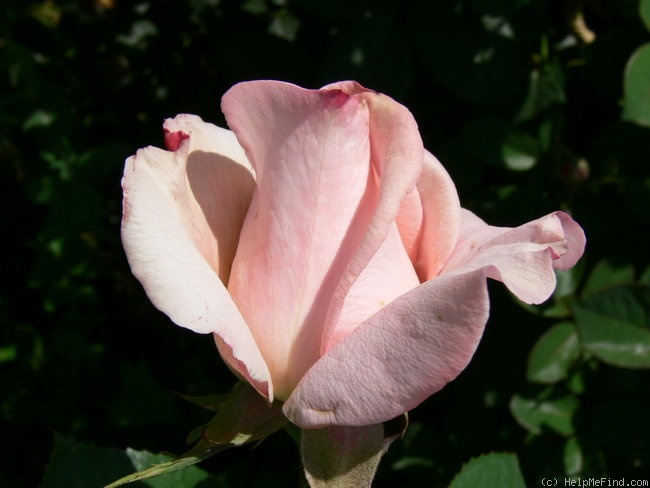 'Helen Keller ® (hybrid tea, Barni, 1991)' rose photo