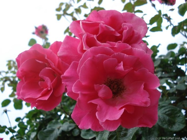 'Rosy Manon' rose, click to enlarge 'Rosy Manon' rose photo