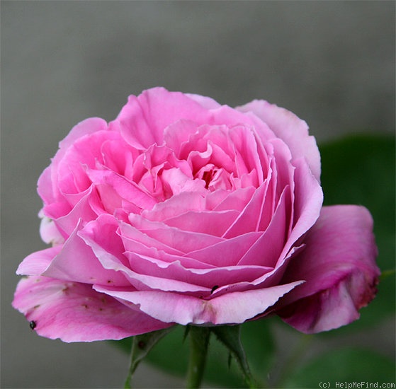 'Reverend H. d'Ombrain' rose photo