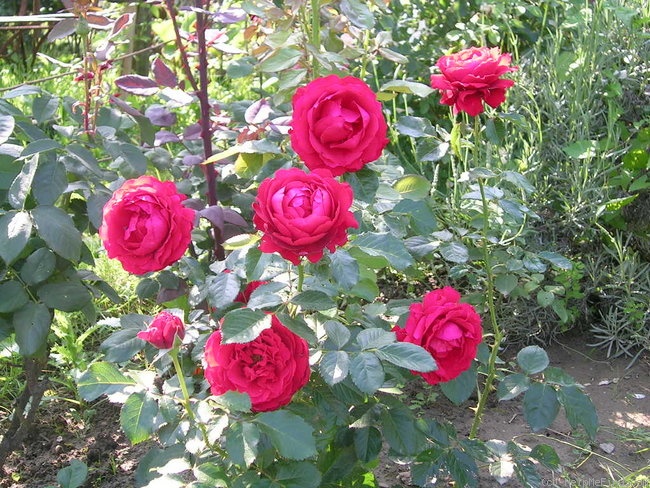 'Carris' rose photo