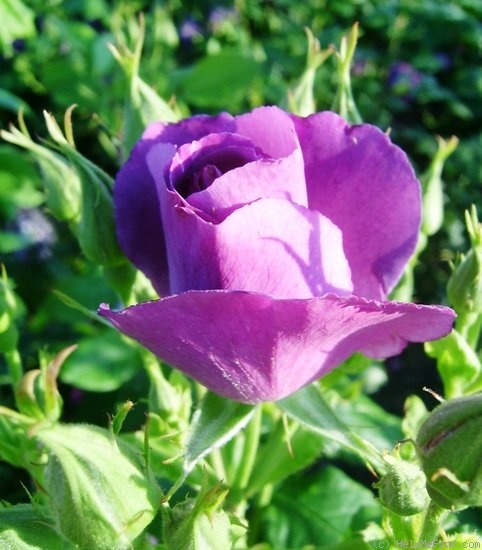 'Rhapsody in Blue ™' rose photo
