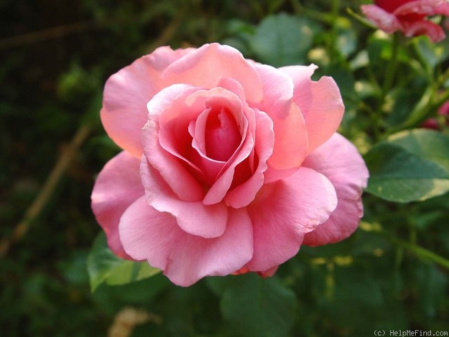 'Sweet Gesture' rose photo