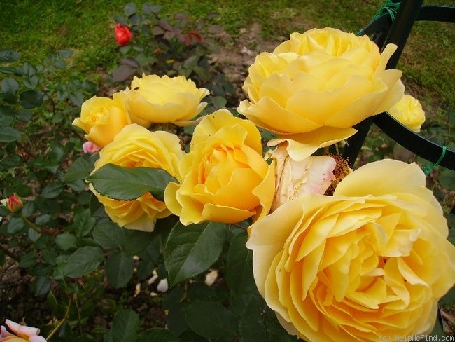 'Graham Thomas' rose photo