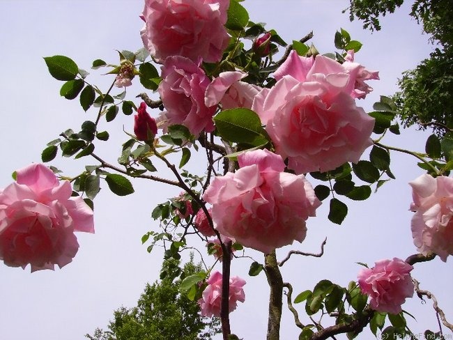'Madame Grégoire Staechelin' rose photo