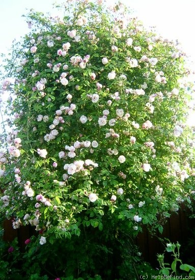 'Ayrshire Splendens' rose photo