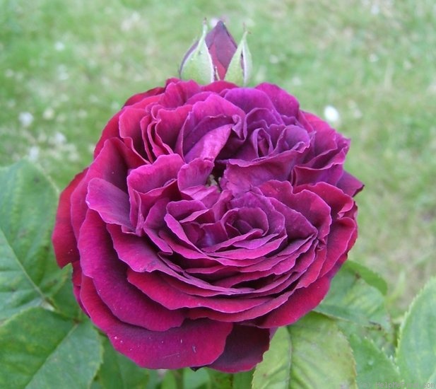 'Souvenir d'Alphonse Lavallée' rose photo