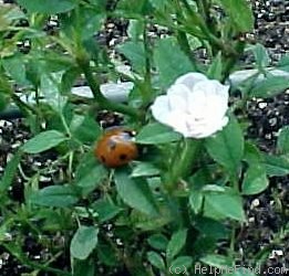 'Si (miniature, Dot, 1957)' rose photo