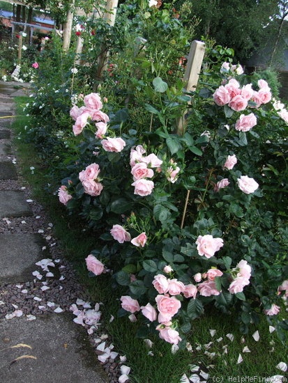 'Astrid Lindgren' rose photo