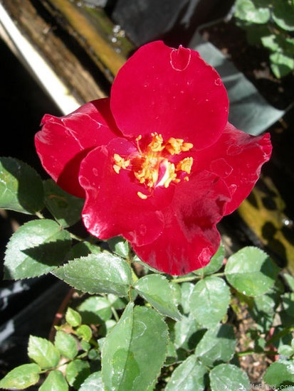 'AURXHOR' rose photo