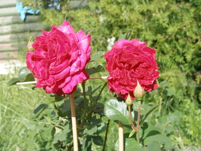 'Dame de Coeur' rose photo