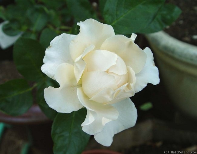 'White Majesty (hybrid tea, Meilland, 2006)' rose photo