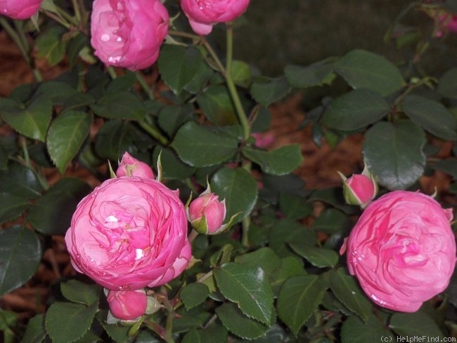 'Pomponella ® (floribunda, Kordes 2005)' rose photo