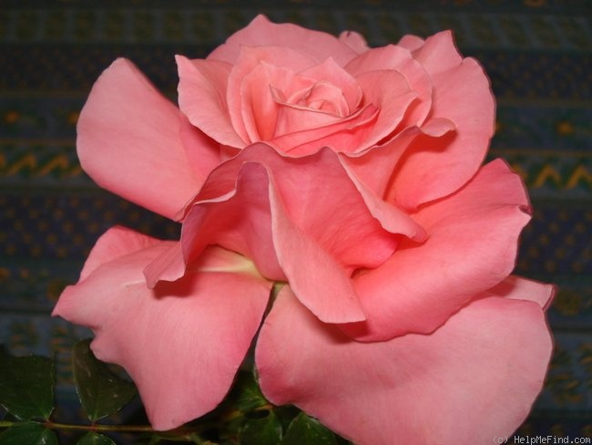'Kathryn McGredy' rose photo