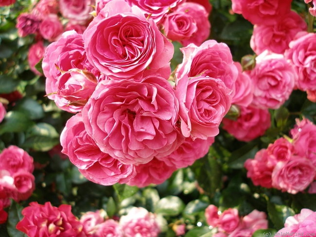 'Elveshörn ®' rose photo