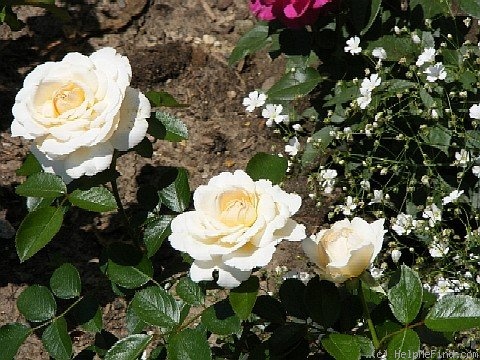 'Cream Abundance' rose photo