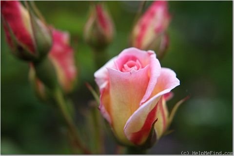 'Little Darling' rose photo