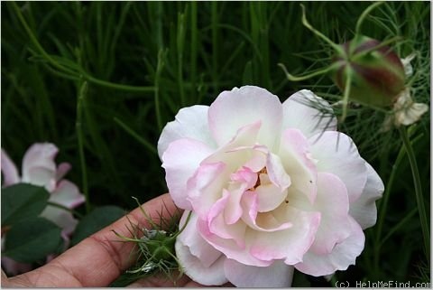 'Little Darling' rose photo