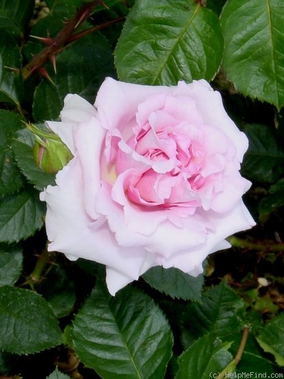 'Abbaye de Valsaintes ®' rose photo