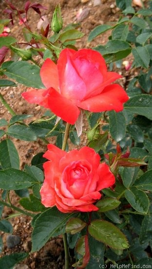 'Cap Horn ®' rose photo