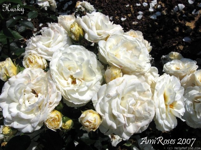 'Husky ®' rose photo
