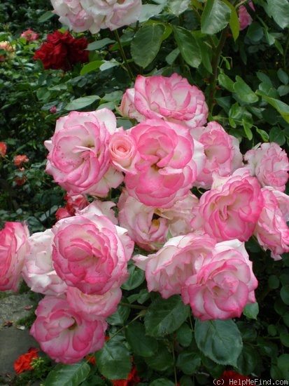 'Nicole ® (floribunda, Kordes 1985)' rose photo