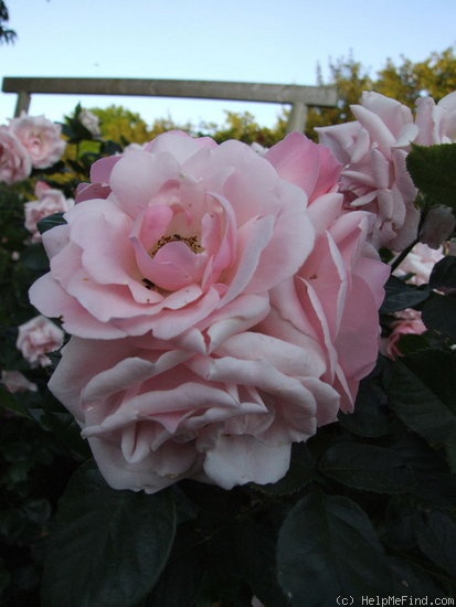 'Astrid Lindgren' rose photo