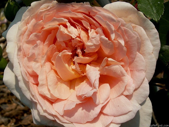 'Amaretto ® (climber, Kordes, 1994/2006)' rose photo