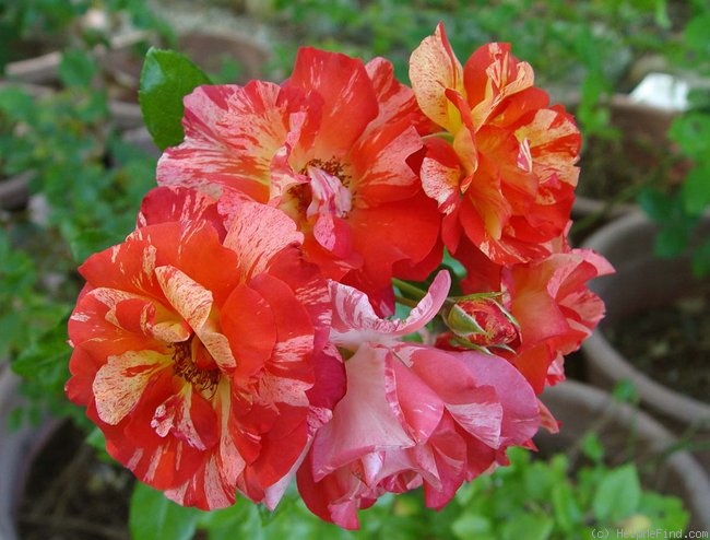 'Alfred Sisley ™' rose photo