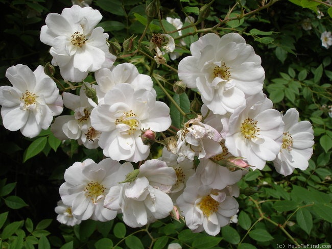 'Bennett's Seedling' rose photo