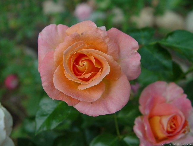 'Day Breaker ™ (floribunda, Fryer 2003)' rose photo
