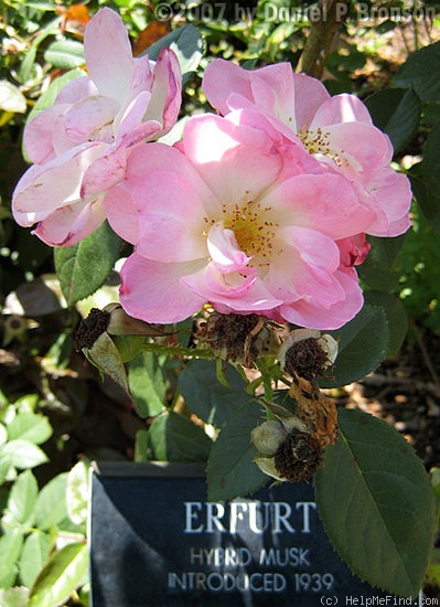 'Erfurt' rose photo