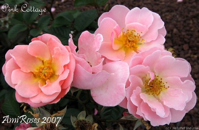 'Pink Cottage' rose photo