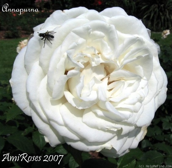 'Annapurna (hybrid tea, Dorieux 2000)' rose photo