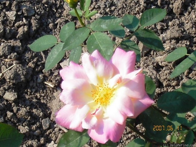 'Gottfried Keller' rose photo