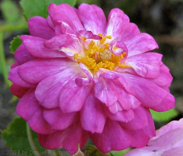 'Sweet Chariot (Miniature, Moore, 1984)' rose photo