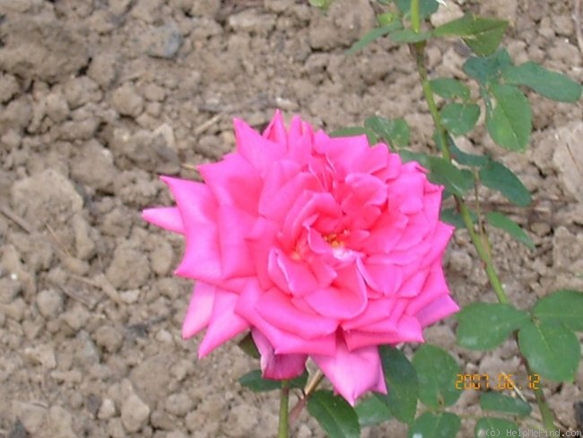 'Robert Betten' rose photo