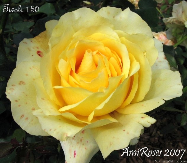 'Tivoli 150™' rose photo