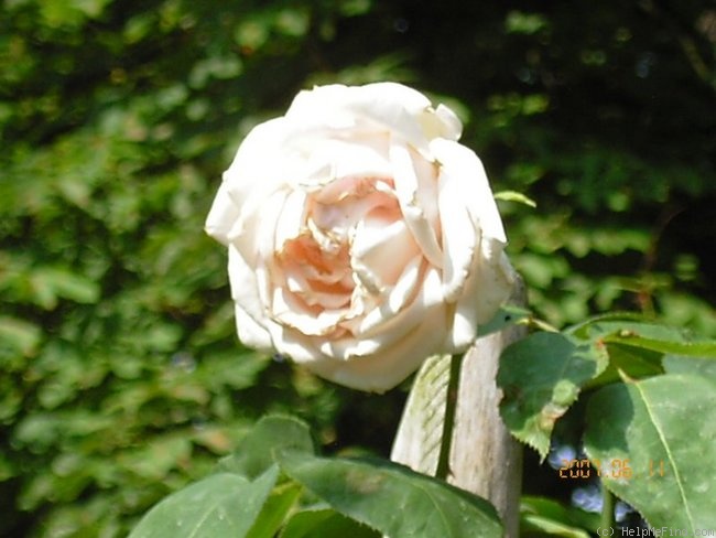 'Gartendirektor Julius Schütze' rose photo