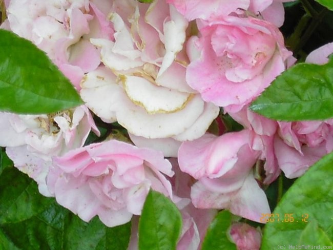 'Kleine Echo' rose photo