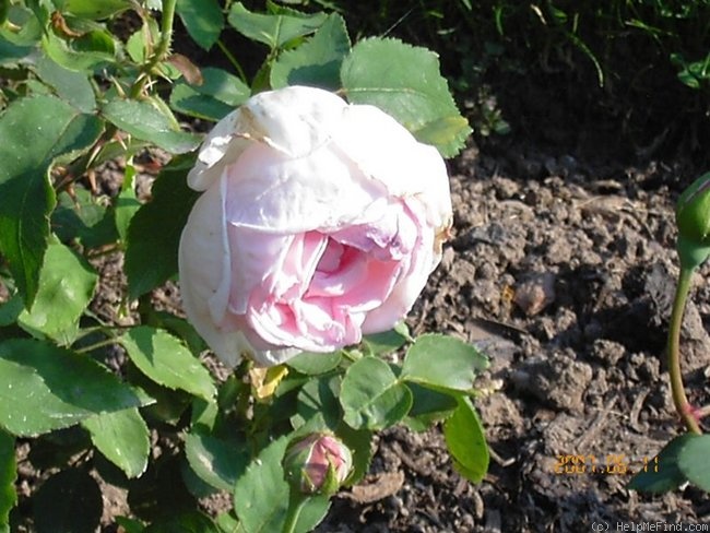 'Ernst Hempel' rose photo