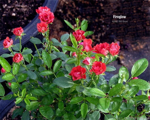 'Fireglow' rose photo