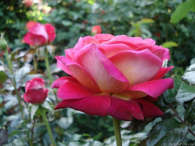 'Macha Méril ®' rose photo