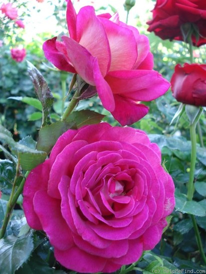 'Macha Méril ®' rose photo