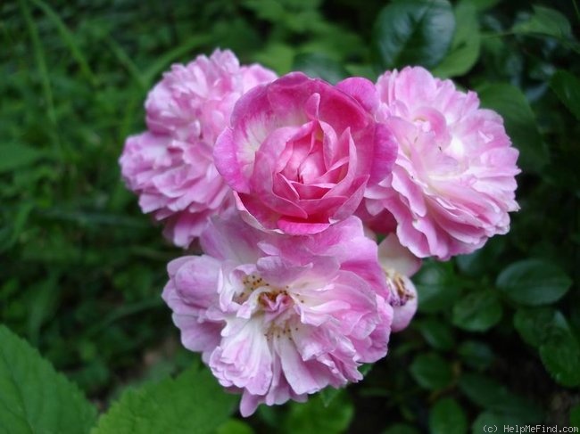 'Aristide Briand' rose photo
