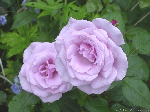 'Blue Light' rose photo