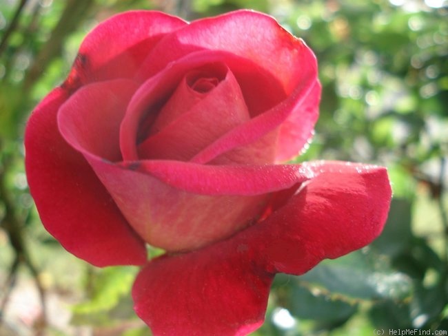 'Macha Méril ®' rose photo
