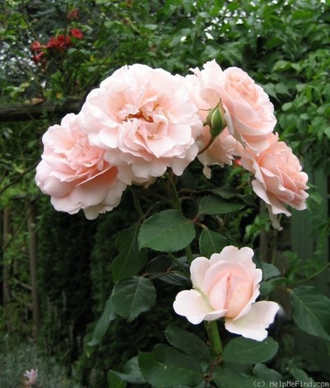 'Clair Renaissance ™' rose photo