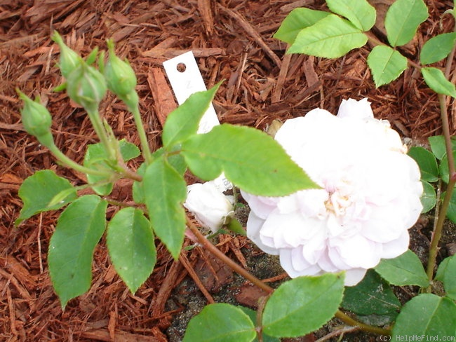 'Blush Noisette' rose photo