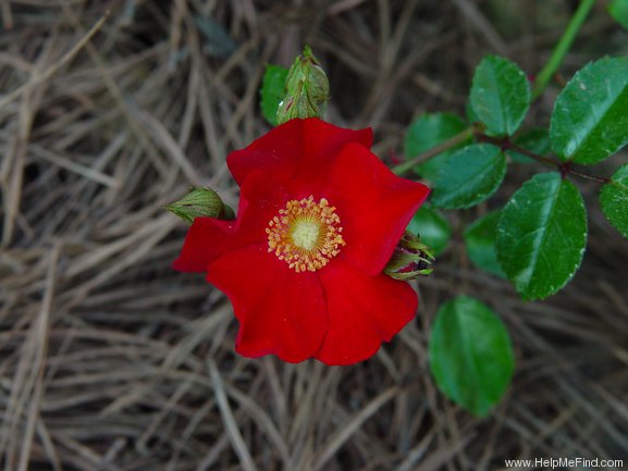 'Red Flower Carpet' rose photo